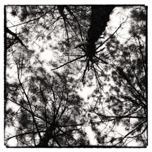 Black and white photo of pine trees stretching toward sky